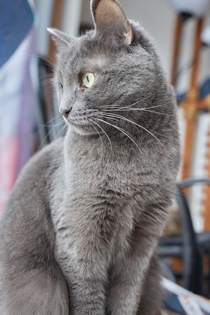 고양이 얼굴의 근접 촬영 암컷 새끼 고양이의 초상화 고양이는 호기심이 많고 경계심이 많아 보입니다. 고양이 얼굴의 상세 사진