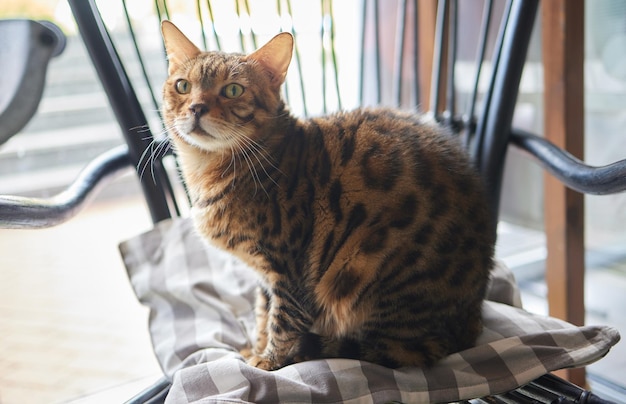 Крупный план кошачьей морды Портрет котенка Кошка выглядит любопытной и настороженной Детальное изображение кошачьей мордочки