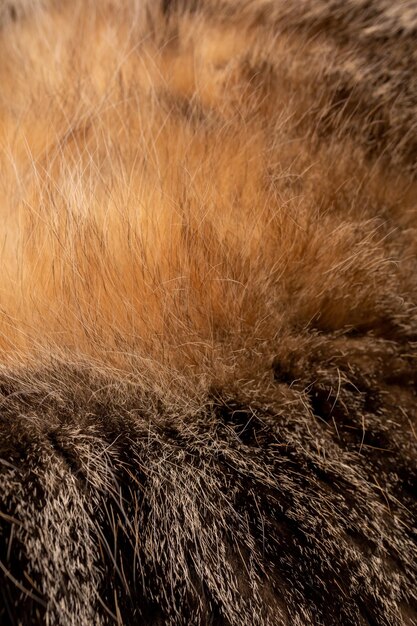 Closeup cat fur looks like a volcano eruption