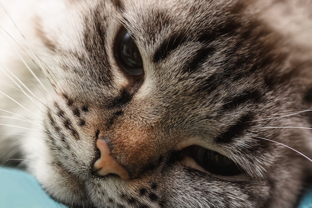 Closeup of a cat lying on a bed and looking sad