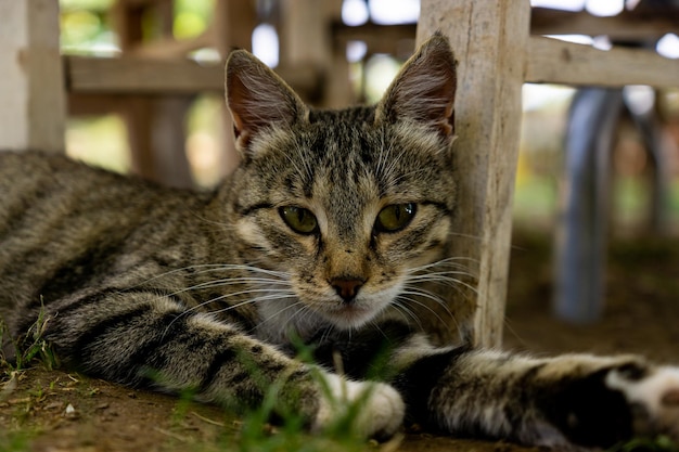 地面に横たわっている猫のクローズ アップ