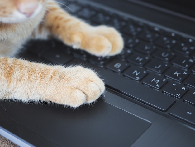 Photo closeup cat paw on keyboard of laptop