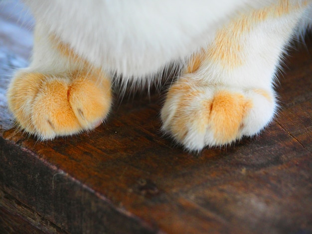 Closeup cat paw on wood floor,cat paw on wooden vintage