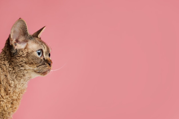 Photo closeup cat profile looking straight at clean pink background cornish rex pet love banner