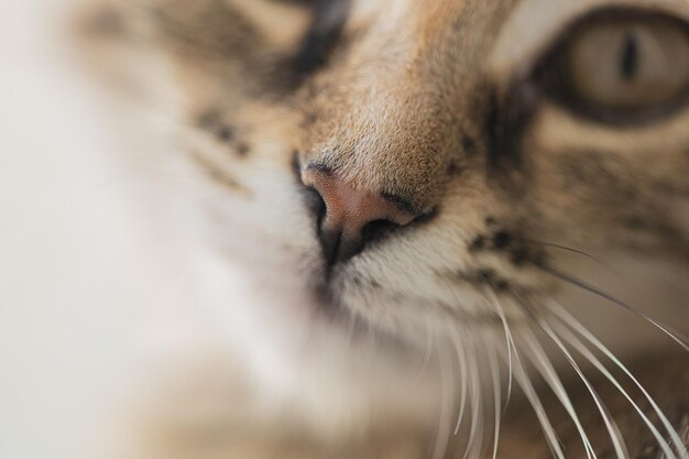 Photo closeup of the cat's nose brown striped cat