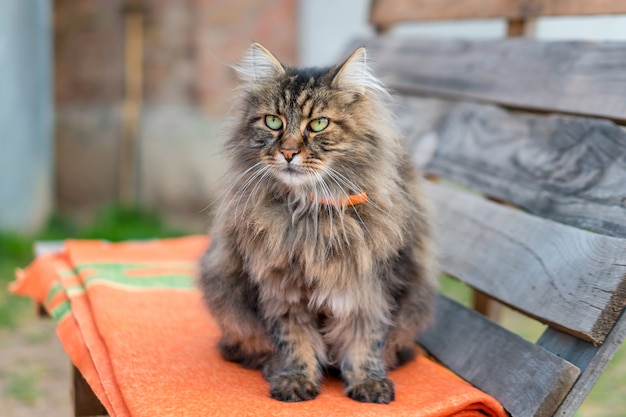 Primo piano di un gatto che si siede sul banco con fondo vago. gatto tranquillo seduto all'aperto in estate.