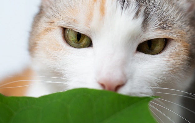 Closeup cat sniffs green leaves