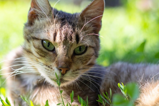 Closeup of a cat with green eyes lies in the grass Curious cat looks around on the street closeup