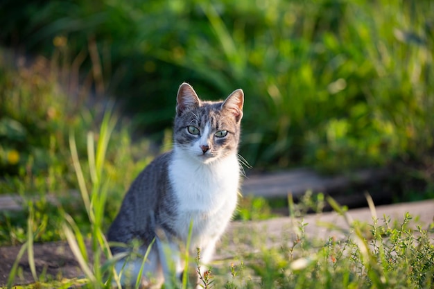 Closeup of a cat with green eyes lies in the grass funny\
beautiful cat poses for the camera on a summer sunny day