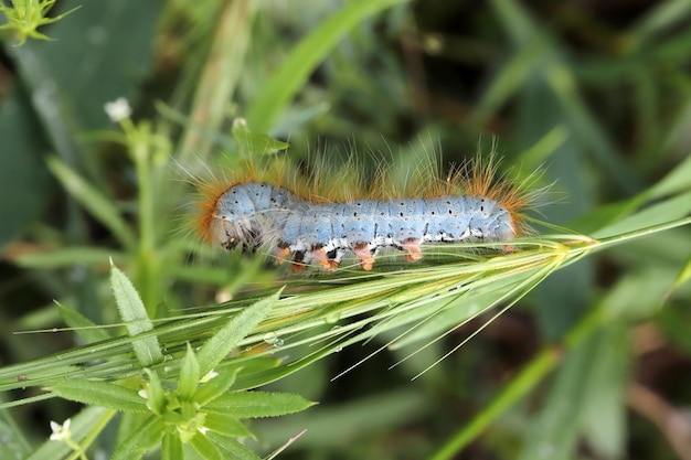 Closeup of caterpillar on leaf