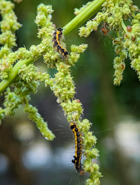 Closeup the caterpillar that is on the stem of the green vegetable tree