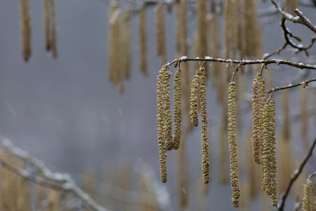 Closeup at Catkins with snow blurred background