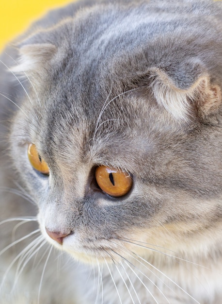 猫のクローズアップはスコティッシュフォールド猫の大きな黄色い目に直面します