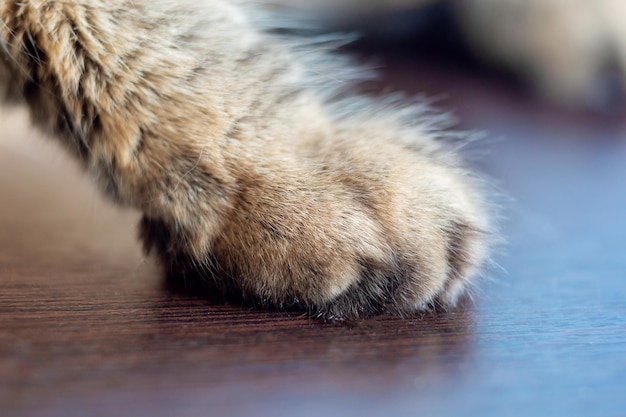 Foto primo piano di una zampa di gatti il gatto è seduto sul tavolo, la vista della zampa di gatti è vicina