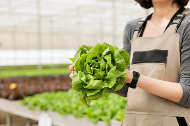 Closeup of caucasian woman hands holding fresh green lettuce\
grown in hydroponic controlled enviroment for local market\
delivery. selective focus on freshly harvested salad grown in\
modern greenhouse.