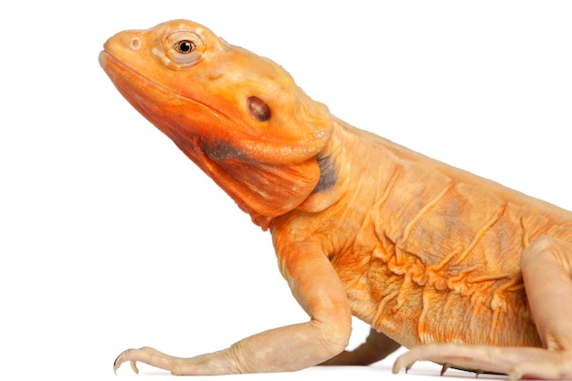 Closeup of Central Bearded Dragon Pogona vitticeps in front of white background