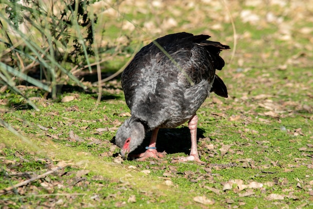 Closeup of a chaja Argentinian animals