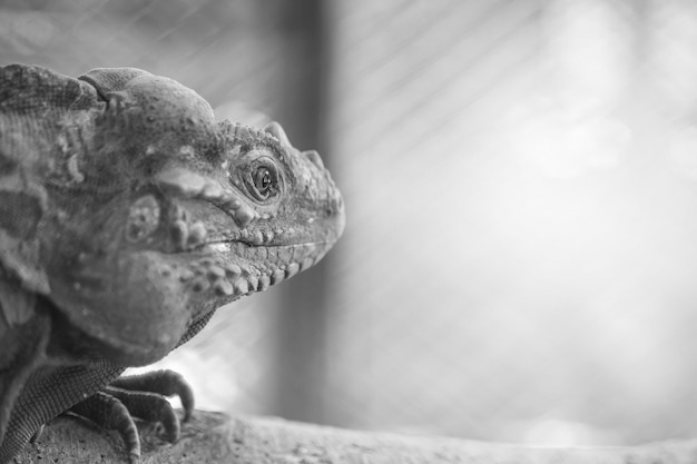 Closeup chameleon cling on the timber on blurred animal cage textured background in black and white tone with copy space