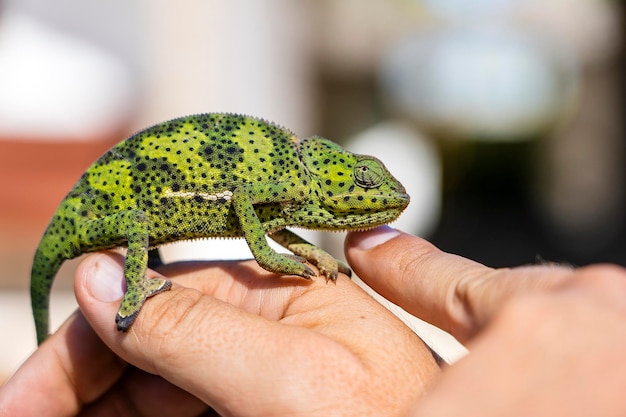 Closeup of a chameleon sitting on a hand on the island of Zanzibar Tanzania Africa