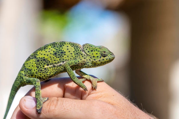 Closeup of a chameleon sitting on a hand on the island of Zanzibar Tanzania Africa