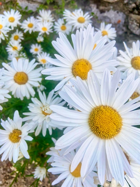 Closeup of chamomile flowers