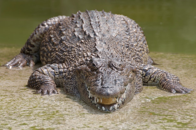 Closeup chapters of the crocodiles.