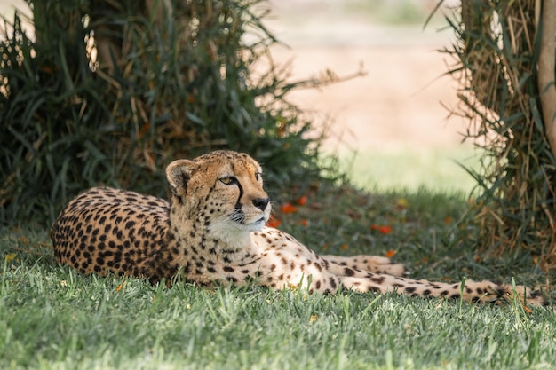 Closeup of a cheetah lying on the grass looking bored