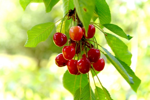 Closeup of cherries in the tree in summer