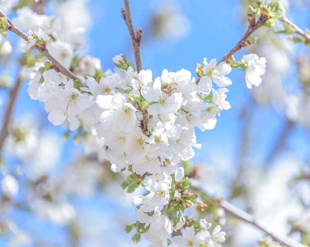 Closeup of cherry blossoms on blue sky background