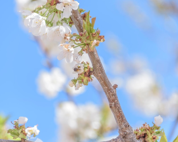 Closeup of cherry blossoms on blue sky background