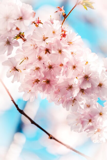 Closeup of cherry blossoms in spring