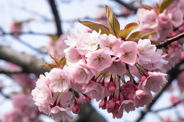 Closeup of cherry blossoms on a tree branch