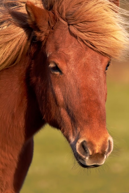 光沢のある柔らかな茶色のコートと屋外のたてがみを持つ栗の馬のクローズアップ飼いならされたスタリオンまたは太陽の下の牧場の田園地帯の草原で放牧している牝馬の額と銃口に直面する