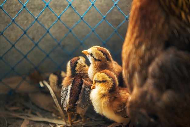 Closeup of chick or little chickens with hen in a chicken coop