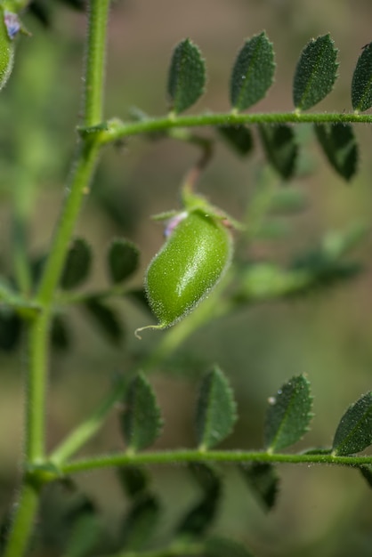 팜 필드에서 녹색 젊은 식물을 가진 Chickpeas 포드의 근접 촬영,