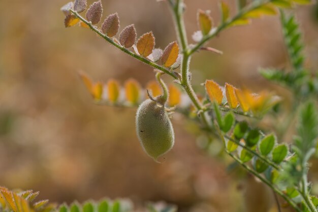 팜 필드에서 녹색 젊은 식물을 가진 Chickpeas 포드의 근접 촬영,