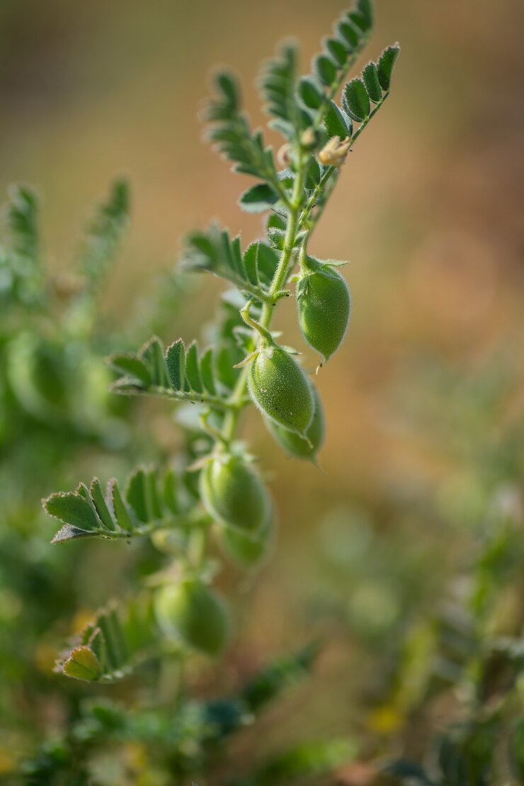 Closeup of Chickpeas pod with green young plants in the farm field,