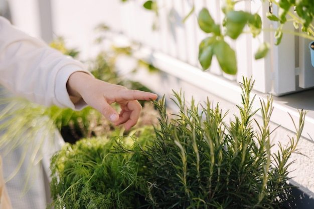 Closeup of child hand show rosemary bush outdoor gardening