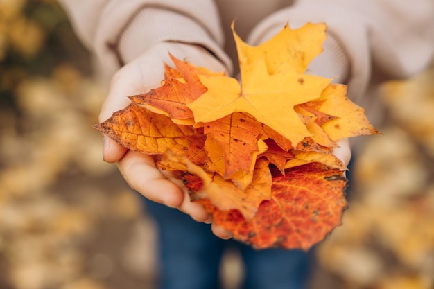 Closeup of child hands holding yellow autumn maple leaf Autumn background Selective focus