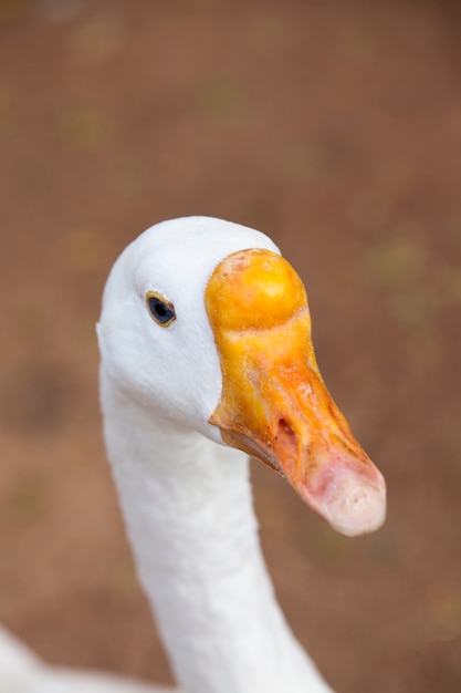 Photo closeup of chinese white goose head