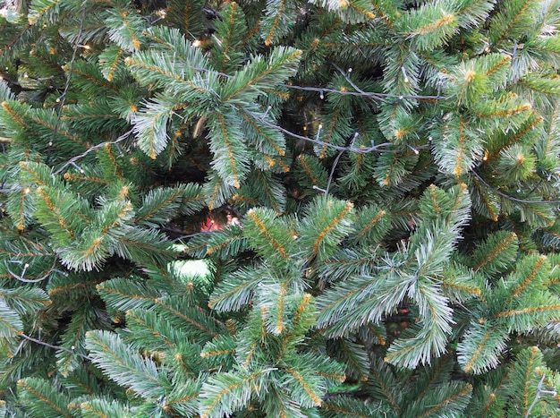 Closeup of a Christmas tree decorated with lights outdoors in the daylight