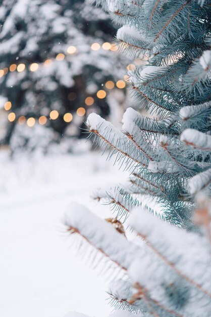 Closeup of Christmas tree with light Christmas and New Year holiday background