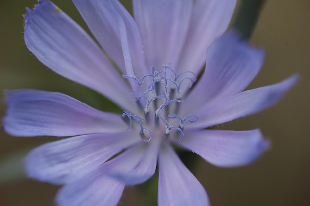 Photo closeup of cichorium intybus flower in nature