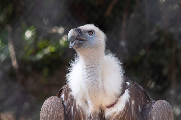 Closeup of Cinereous vulture