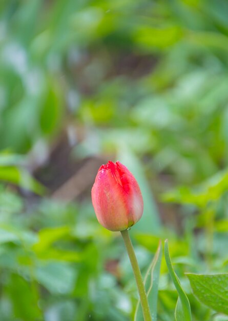 Closeup, clear spring day, with water drops Tulip flower.