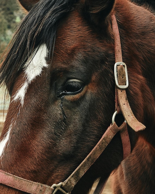 closeup close-up one face eye farm