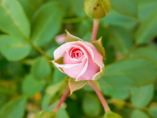 Closeup of a closed rosebud Pink flower