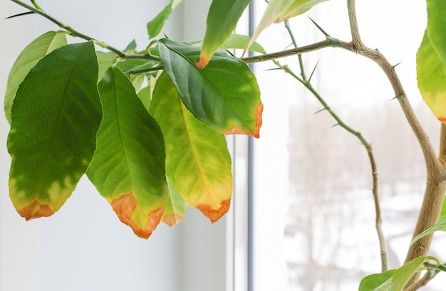 A closeup closeup of a home plant if not cared for with falling and yellow leaves