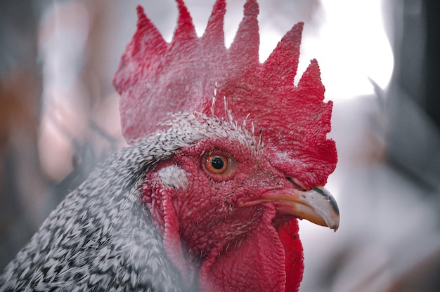 Closeup of a cock looking at camera