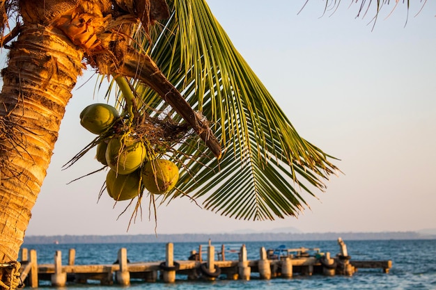 Photo closeup of coconut tree and pier with sea and sky background